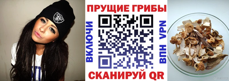 Псилоцибиновые грибы Psilocybine cubensis  Омск 